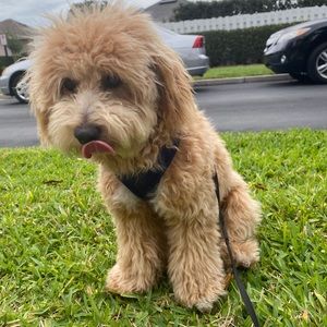 Meet your Posher, Stella